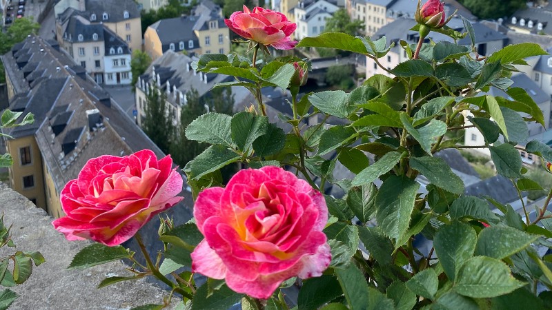 Le circuit des roses du Limpertsberg "Rosali"